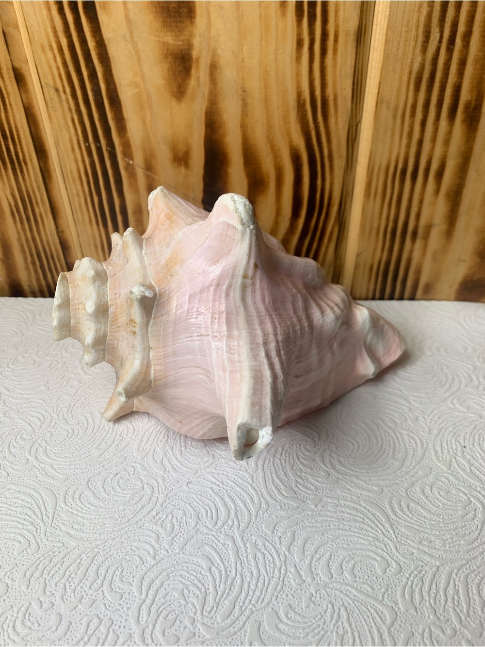 Large Pink Conch Shell Horn Coastal Decor 6”